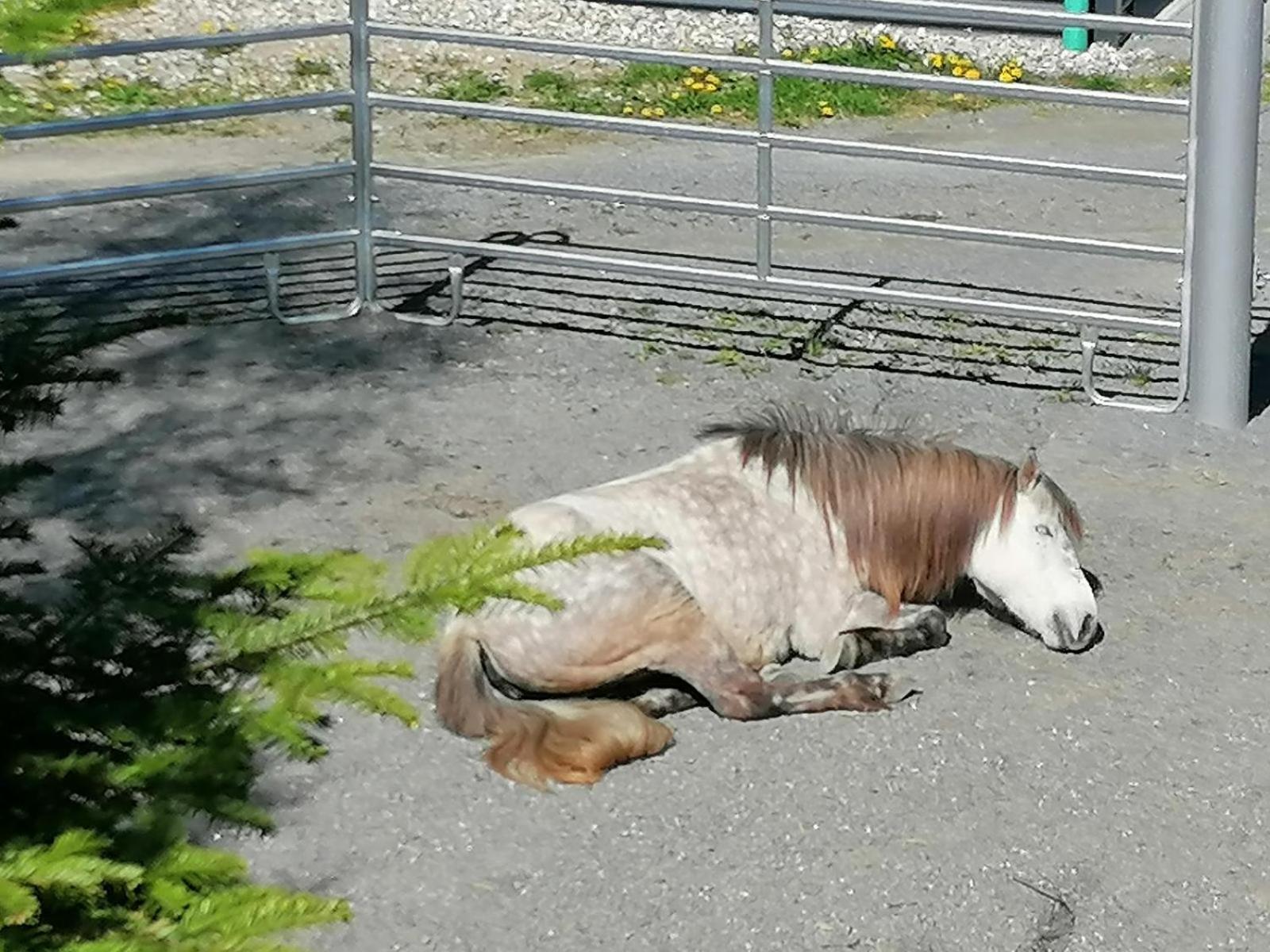 Schöfweg Wild Life Ranchヴィラ エクステリア 写真